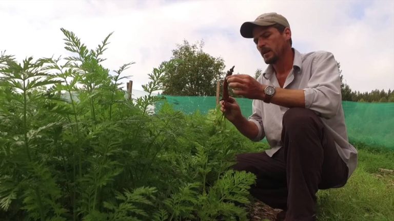 EP 63 – healthy food straight form the farm with Richard Perkins